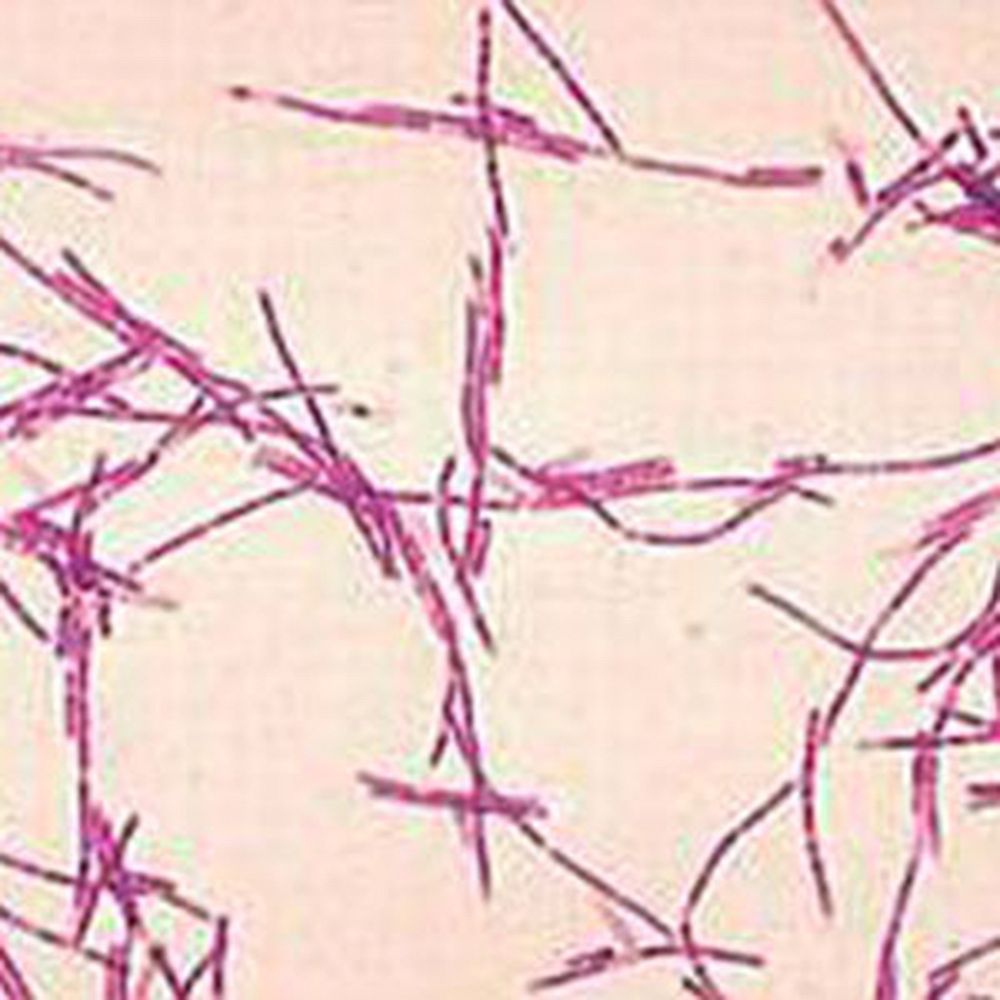 Kit coloration à froid des mycobactéries