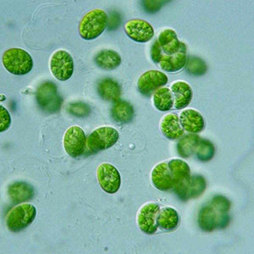 Kit Vert de malachite pour détection d'oocystes de cryptospirodium